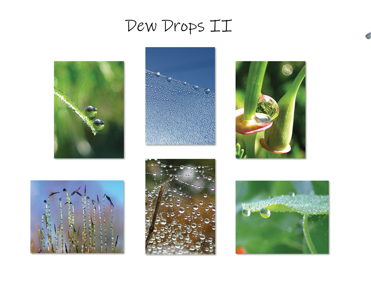 Dew Drops II Greeting Card Collection by The Poetry of Nature